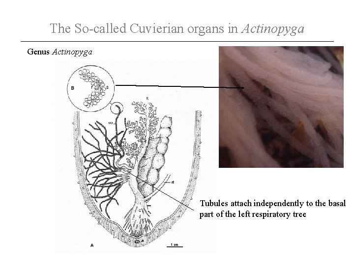 The So-called Cuvierian organs in Actinopyga Genus Actinopyga Tubules attach independently to the basal