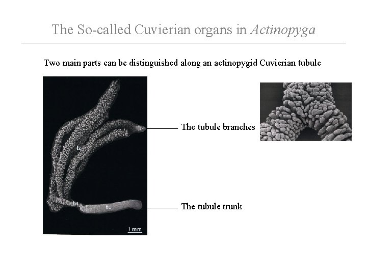 The So-called Cuvierian organs in Actinopyga Two main parts can be distinguished along an