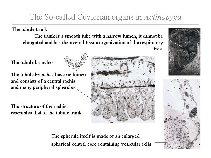 The So-called Cuvierian organs in Actinopyga The tubule trunk The trunk is a smooth