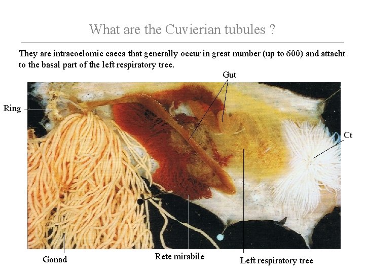 What are the Cuvierian tubules ? They are intracoelomic caeca that generally occur in