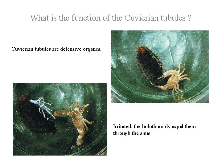 What is the function of the Cuvierian tubules ? Cuvierian tubules are defensive organes.