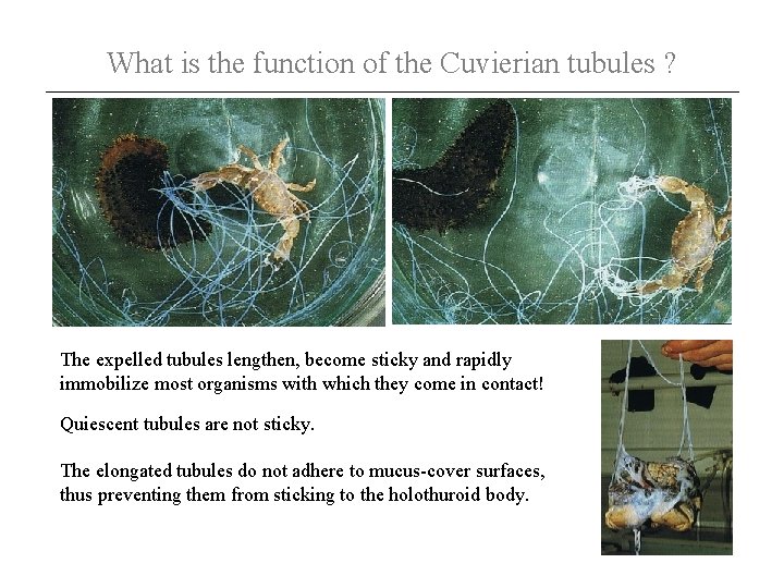 What is the function of the Cuvierian tubules ? The expelled tubules lengthen, become