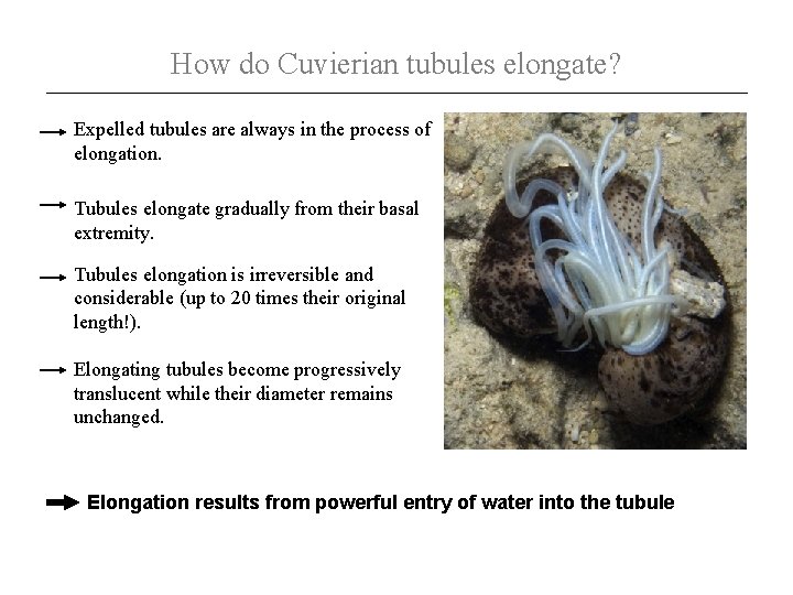 How do Cuvierian tubules elongate? Expelled tubules are always in the process of elongation.