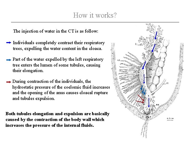 How it works? The injection of water in the CT is as follow: Individuals