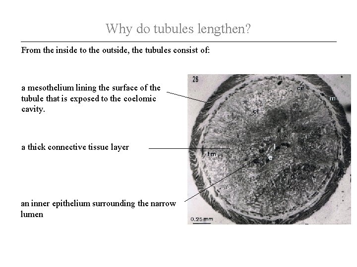 Why do tubules lengthen? From the inside to the outside, the tubules consist of: