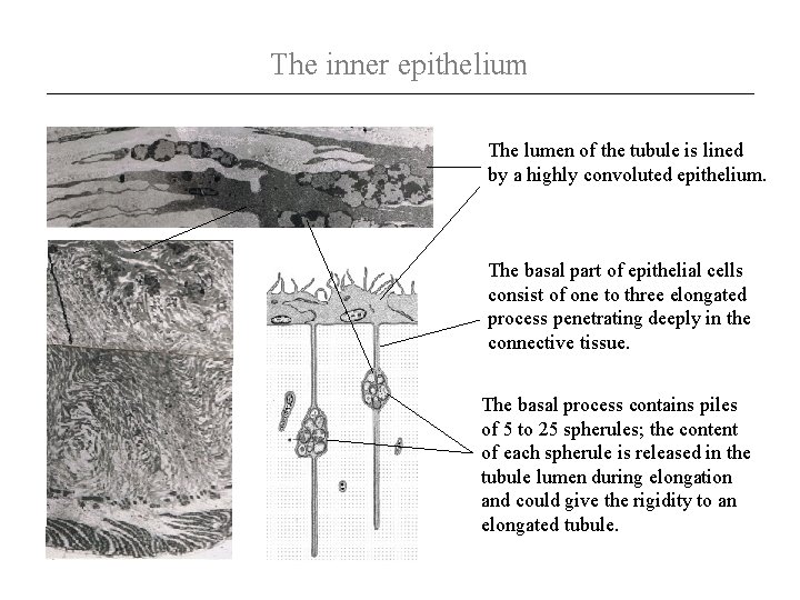 The inner epithelium The lumen of the tubule is lined by a highly convoluted