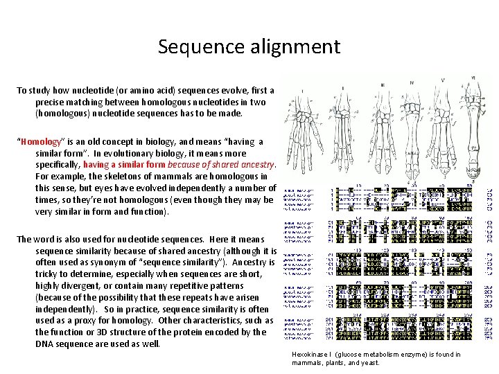 Sequence alignment To study how nucleotide (or amino acid) sequences evolve, first a precise