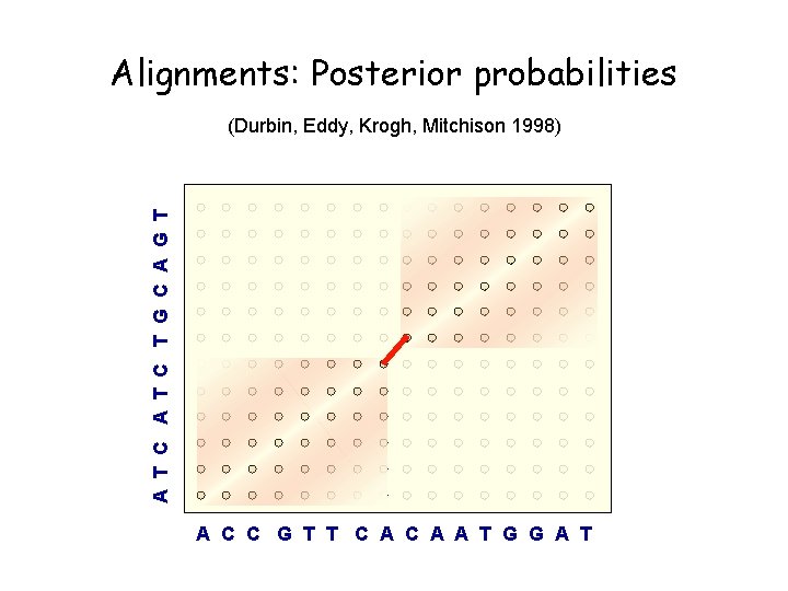 Alignments: Posterior probabilities A T C T G C A G T (Durbin, Eddy,