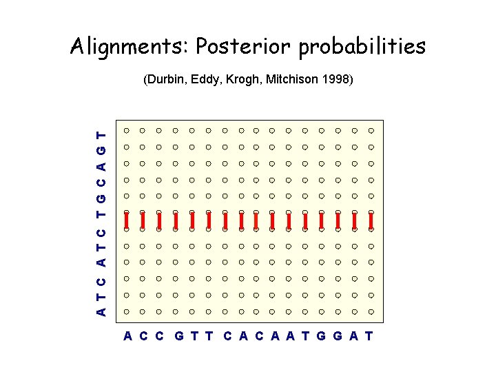 Alignments: Posterior probabilities A T C T G C A G T (Durbin, Eddy,