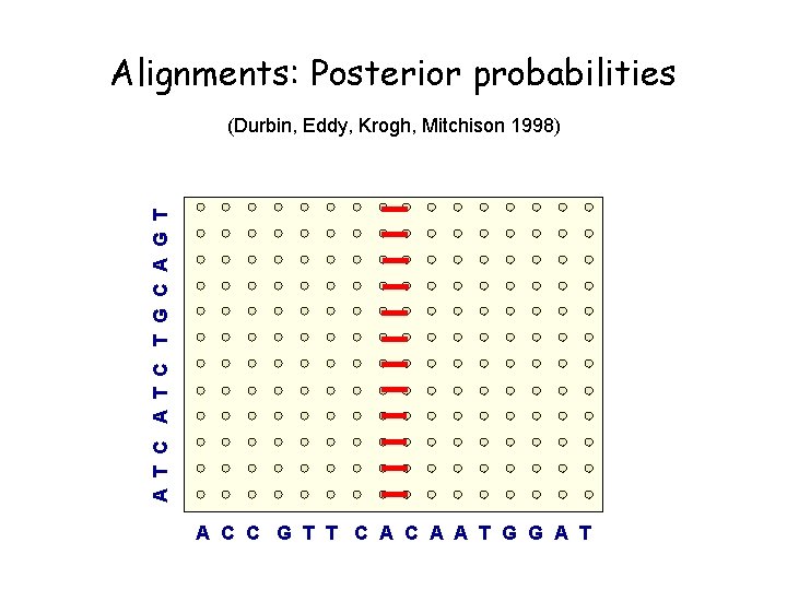 Alignments: Posterior probabilities A T C T G C A G T (Durbin, Eddy,