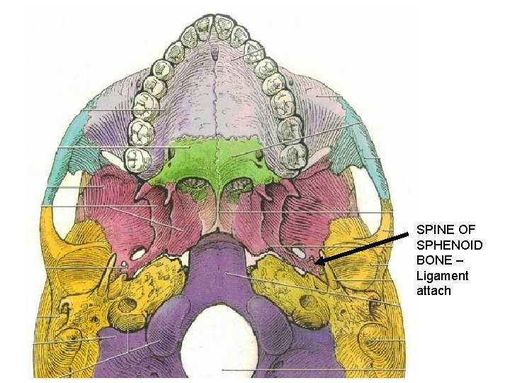 SPINE OF SPHENOID BONE – Ligament attach 