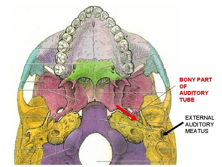 BONY PART OF AUDITORY TUBE EXTERNAL AUDITORY MEATUS 