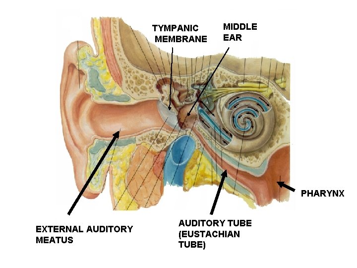 TYMPANIC MEMBRANE MIDDLE EAR PHARYNX EXTERNAL AUDITORY MEATUS AUDITORY TUBE (EUSTACHIAN TUBE) 