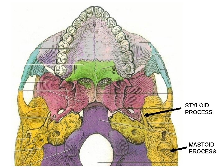 STYLOID PROCESS MASTOID PROCESS 
