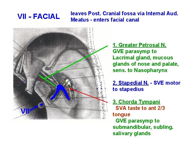 VII - FACIAL leaves Post. Cranial fossa via Internal Aud. Meatus - enters facial
