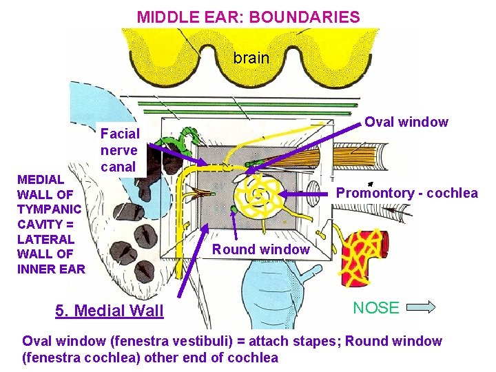 MIDDLE EAR: BOUNDARIES brain MEDIAL WALL OF TYMPANIC CAVITY = LATERAL WALL OF INNER
