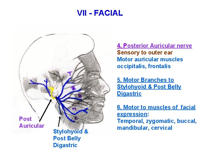 VII - FACIAL 4. Posterior Auricular nerve Sensory to outer ear Motor auricular muscles