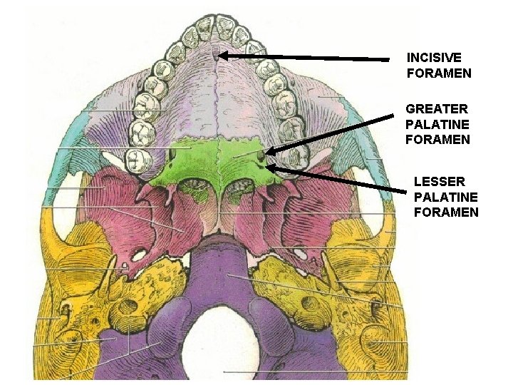 INCISIVE FORAMEN GREATER PALATINE FORAMEN LESSER PALATINE FORAMEN 