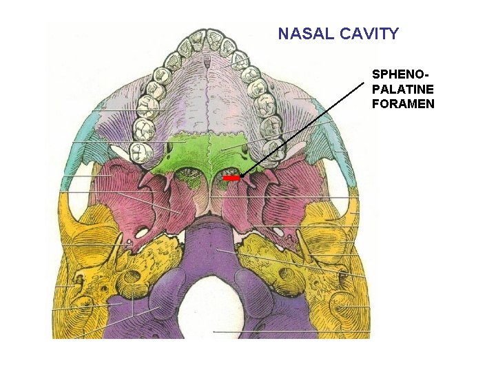 NASAL CAVITY SPHENOPALATINE FORAMEN 