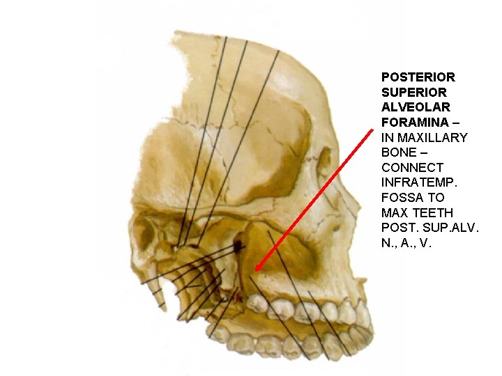 POSTERIOR SUPERIOR ALVEOLAR FORAMINA – IN MAXILLARY BONE – CONNECT INFRATEMP. FOSSA TO MAX