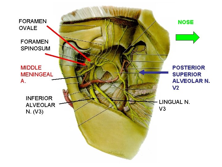 FORAMEN OVALE NOSE FORAMEN SPINOSUM MIDDLE MENINGEAL A. INFERIOR ALVEOLAR N. (V 3) POSTERIOR