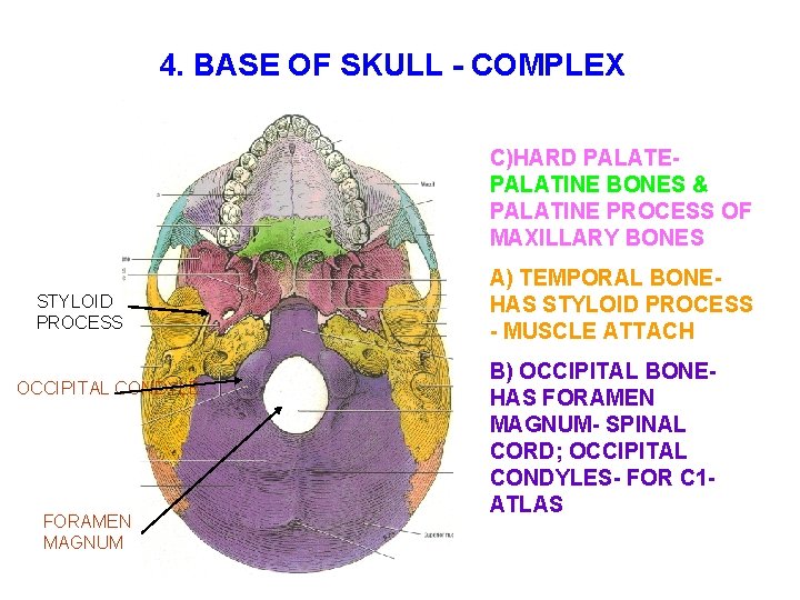 4. BASE OF SKULL - COMPLEX C)HARD PALATEPALATINE BONES & PALATINE PROCESS OF MAXILLARY