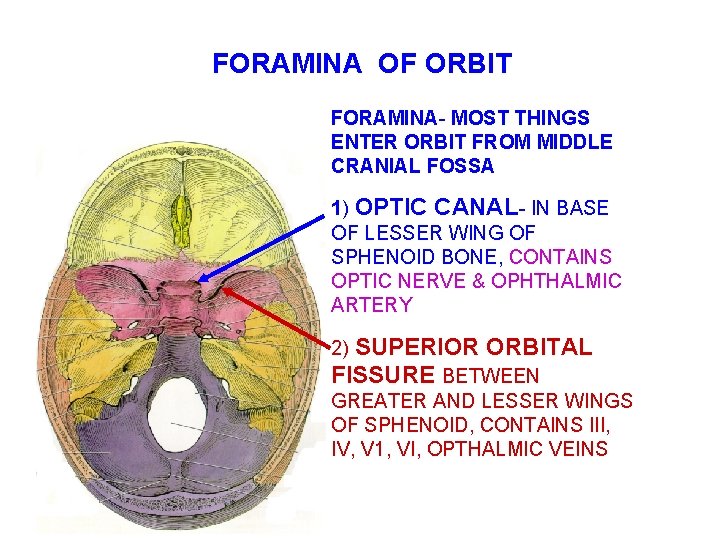 FORAMINA OF ORBIT FORAMINA- MOST THINGS ENTER ORBIT FROM MIDDLE CRANIAL FOSSA 1) OPTIC