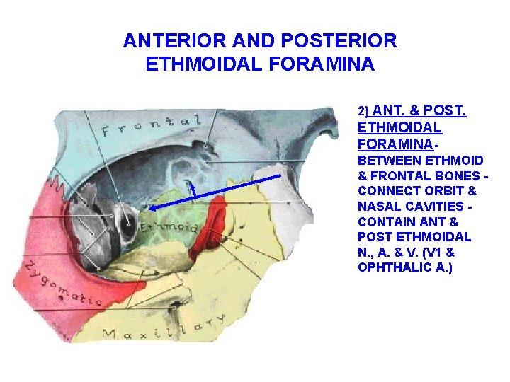 ANTERIOR AND POSTERIOR ETHMOIDAL FORAMINA 2) ANT. & POST. ETHMOIDAL FORAMINABETWEEN ETHMOID & FRONTAL