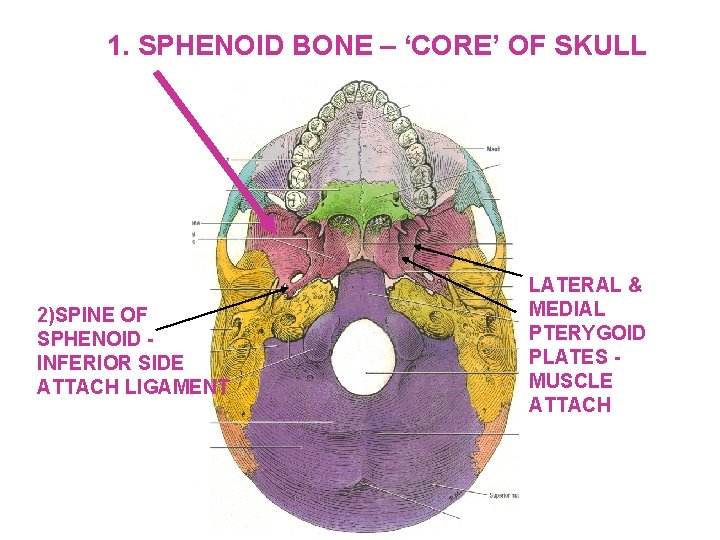 1. SPHENOID BONE – ‘CORE’ OF SKULL 2)SPINE OF SPHENOID INFERIOR SIDE ATTACH LIGAMENT