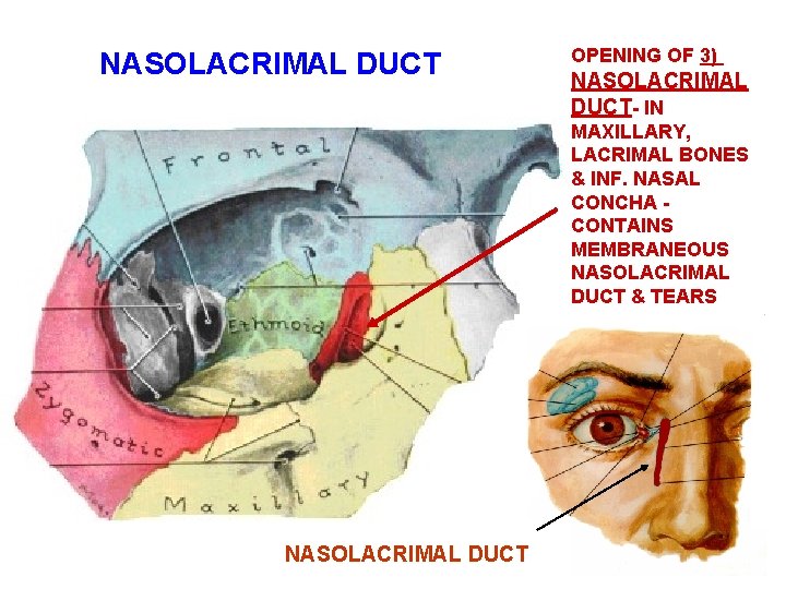 NASOLACRIMAL DUCT OPENING OF 3) NASOLACRIMAL DUCT- IN MAXILLARY, LACRIMAL BONES & INF. NASAL