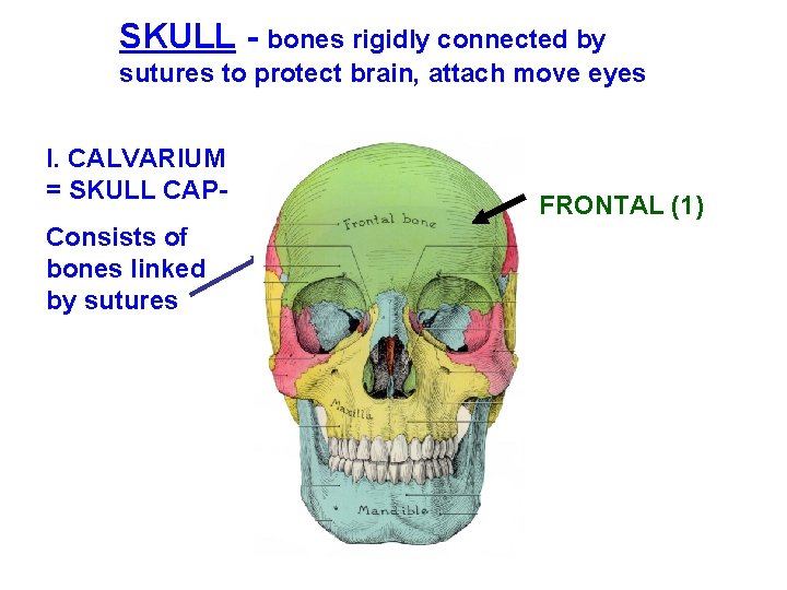 SKULL - bones rigidly connected by sutures to protect brain, attach move eyes I.