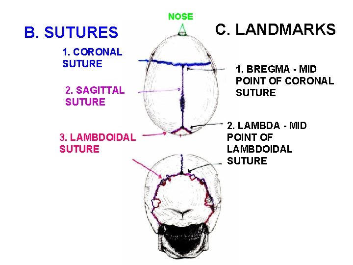 NOSE B. SUTURES 1. CORONAL SUTURE 2. SAGITTAL SUTURE 3. LAMBDOIDAL SUTURE C. LANDMARKS