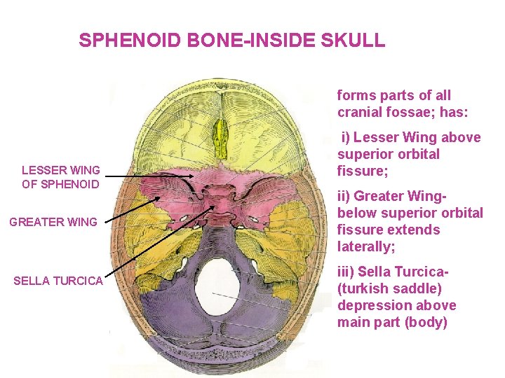 SPHENOID BONE-INSIDE SKULL forms parts of all cranial fossae; has: LESSER WING OF SPHENOID