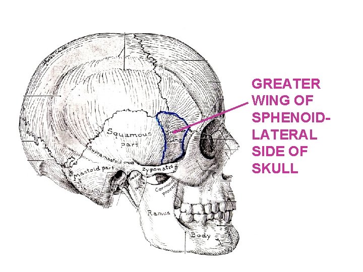 GREATER WING OF SPHENOIDLATERAL SIDE OF SKULL 