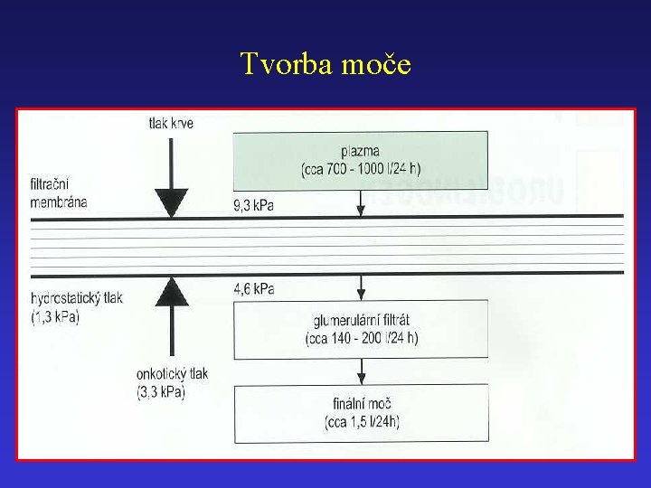 Tvorba moče 