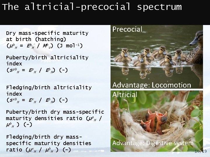 The altricial-precocial spectrum Dry mass-specific maturity at birth (hatching) (μb. H = Eb. H
