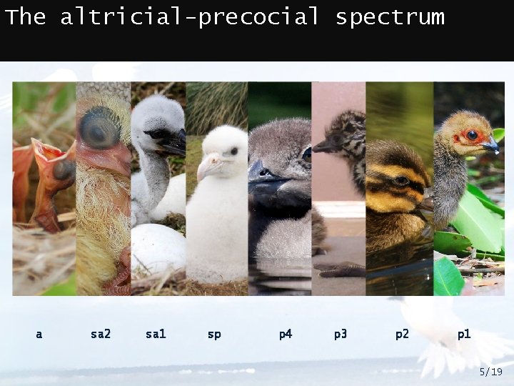 The altricial-precocial spectrum a sa 2 sa 1 sp p 4 p 3 p