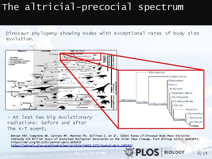 The altricial-precocial spectrum Dinosaur phylogeny showing nodes with exceptional rates of body size evolution.