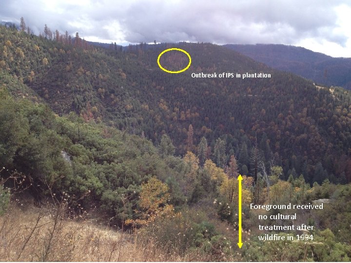 Outbreak of IPS in plantation Foreground received no cultural treatment after wildfire in 1994