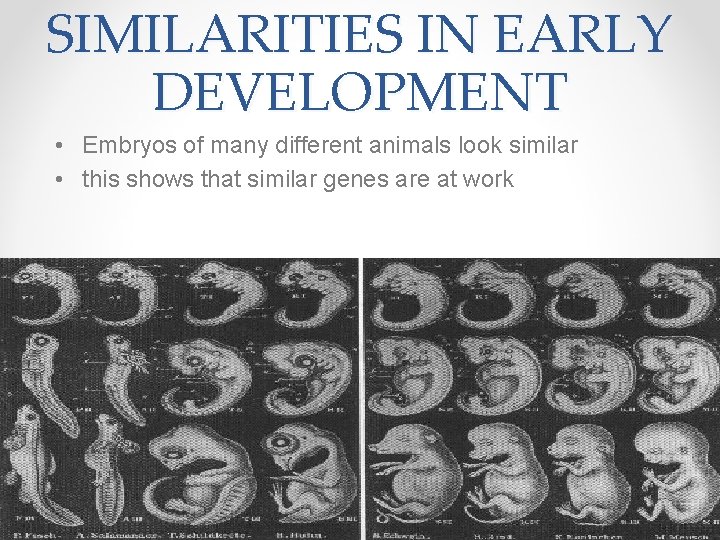 SIMILARITIES IN EARLY DEVELOPMENT • Embryos of many different animals look similar • this