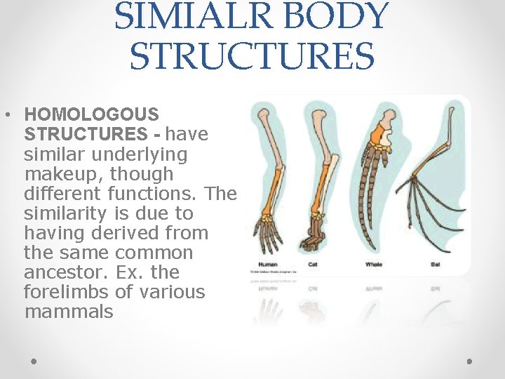 SIMIALR BODY STRUCTURES • HOMOLOGOUS STRUCTURES - have similar underlying makeup, though different functions.