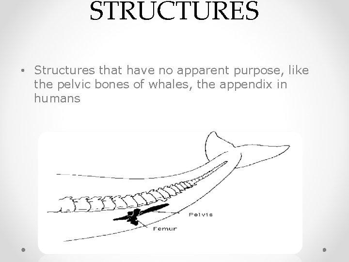 STRUCTURES • Structures that have no apparent purpose, like the pelvic bones of whales,