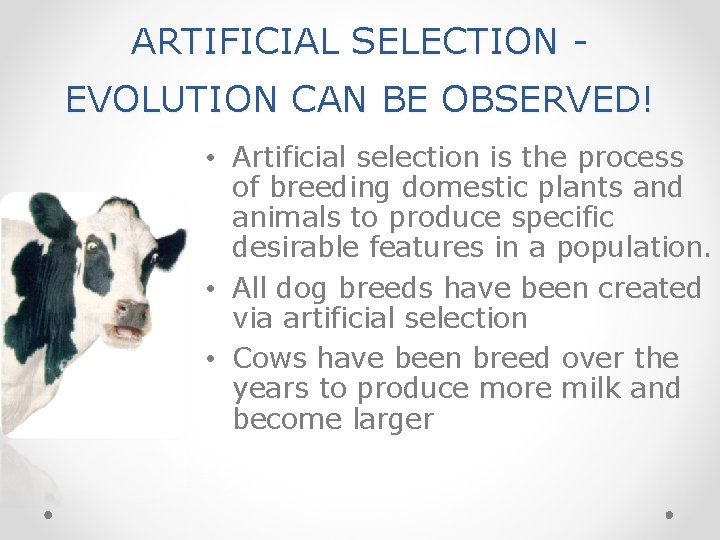 ARTIFICIAL SELECTION EVOLUTION CAN BE OBSERVED! • Artificial selection is the process of breeding