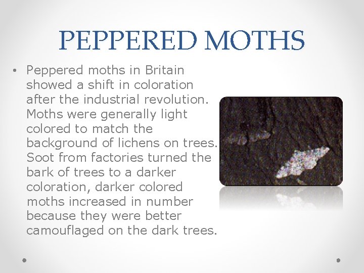 PEPPERED MOTHS • Peppered moths in Britain showed a shift in coloration after the