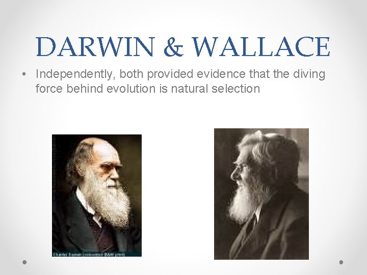 DARWIN & WALLACE • Independently, both provided evidence that the diving force behind evolution