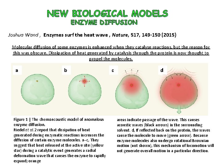 NEW BIOLOGICAL MODELS ENZYME DIFFUSION Joshua Wand , Enzymes surf the heat wave ,