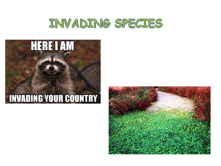 INVADING SPECIES 