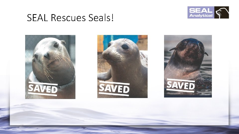 SEAL Rescues Seals! 