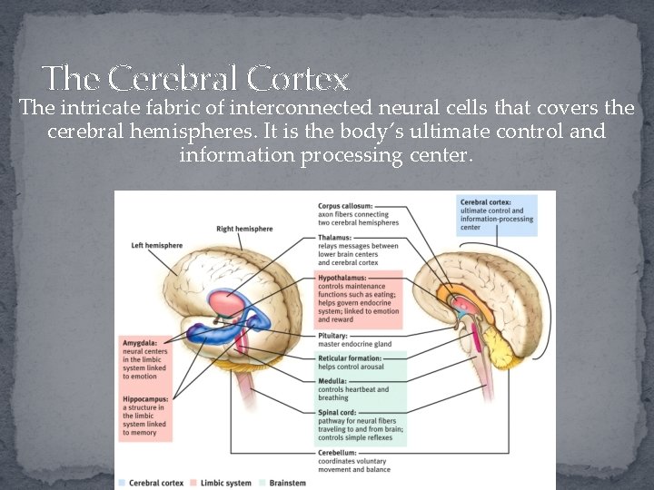 The Cerebral Cortex The intricate fabric of interconnected neural cells that covers the cerebral