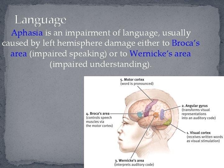 Language Aphasia is an impairment of language, usually caused by left hemisphere damage either